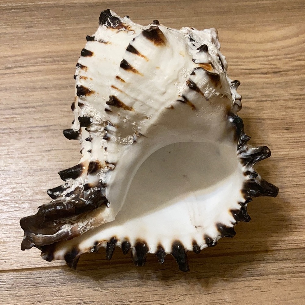Conch Shell Decor